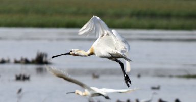 Spoonbill 11.jpg
