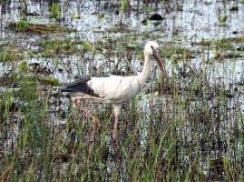 Open Billed Stork 1.jpg