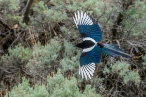 Black-billed Magpie-18.jpg