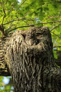 2_5D3 500mm no crop red res.JPG