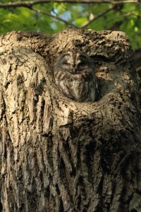 2_7D2 500mm no crop red res.JPG