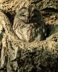 2_5D3 500mm cropped.JPG