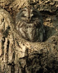 2_7D2 500mm cropped.JPG