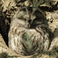 1_5D3 500mm + 1.4 TC cropped.JPG