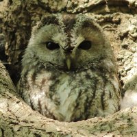 1_7D2 500mm cropped.JPG