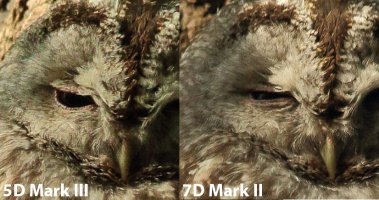 2_5D3_7D2 500mm crop comp.jpg