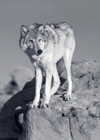 BM9P91364 copy copy.jpg