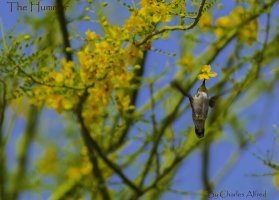 Stunt Hummer 1 WEB.jpg