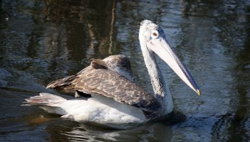 Spot Billed Pelican.jpg