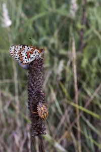 2's company 40 f13 160 ISO400 EOS500.jpg