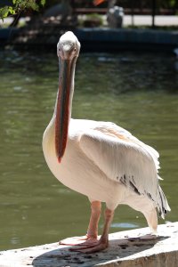 IMG_5143mica.JPG