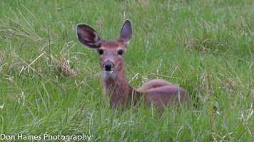 IMG_0131.jpg