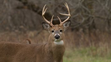 IMG_2976.jpg