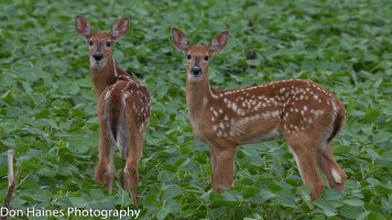 IMG_9567.jpg
