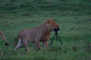 lion1.jpg
