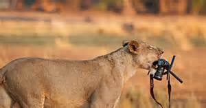 lion3.jpg