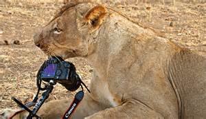 lion4.jpg