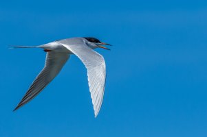 Forster's Tern-18.jpg