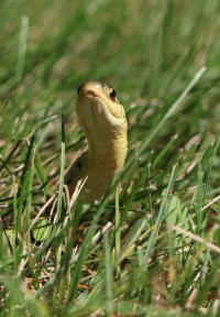 IMG_0640crSh.jpg