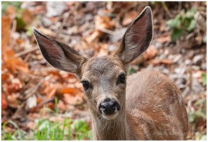 All ears and eyes.jpg