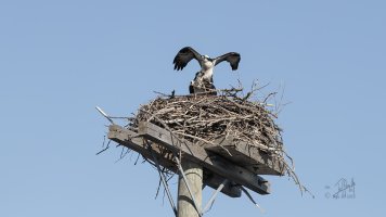 r1080 Apr 17 2015 dated signed_MGL0344.jpg