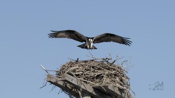 r1080 Apr 17 2015 dated signed_MGL0302.jpg