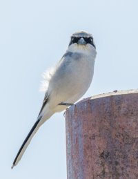 Loggerhead Shrike-13.jpg