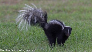 IMG_0127.jpg