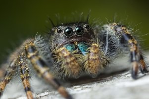 PhiddipusAudaxLooking.jpg