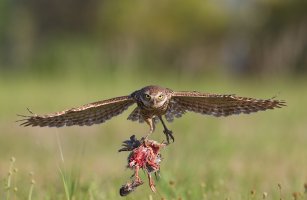 BUOW adult flight coming with dove 720.jpg