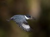 Belted Kingfisher male in flight wings down 1200cr.jpg