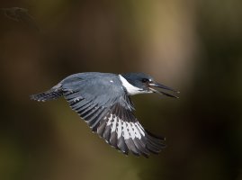 Belted Kingfisher male in flight wings down 1200cr.jpg