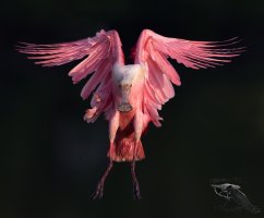 Roseate spoonbill landing head on vdark BG 1200cr.jpg