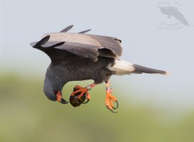 Snail kite male looking at snail in flight 1200cr.jpg