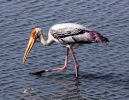 Painted Stork 3.jpg