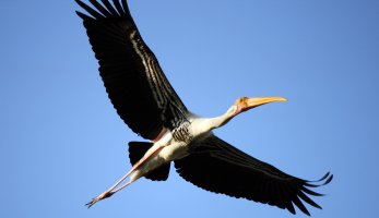 Painted Stork 14.jpg
