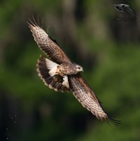 Snail kite female flight lifting out with snail water drops dark BG III 1200cr.jpg
