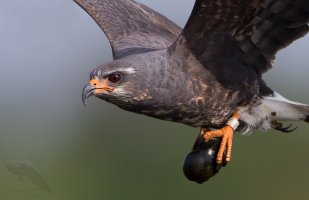 Snail kite male flight snail profile II 1200cr.jpg