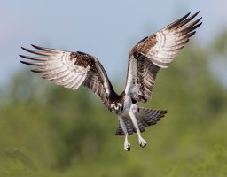 Osprey flight angle wings looking right at me 1200cr.jpg