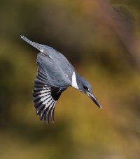 Belted Kingfisher male in dive 1200cr.jpg
