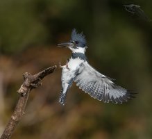 Belted Kingfisher male flying into perch 1200cr.jpg