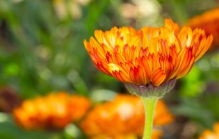 Spring Macro 2015-3.jpg