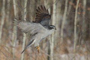 6301 Northern Goshawk.jpg
