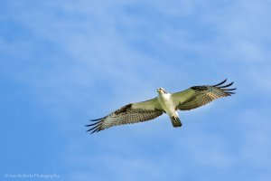 Inbound Flight-7946.jpg