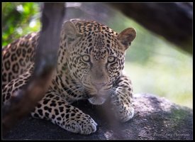 Decissions Decissions.jpg