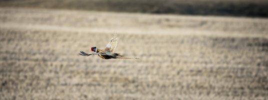 Rooster Pheasant F25T8680.jpg