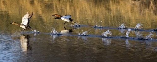 Duck Races F25T8856.jpg