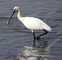 Spoonbill 5.jpg