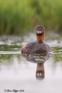 Dobbertjie Zibulo AWK-2974.jpg