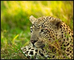 Morning Glow Mashatu.jpg